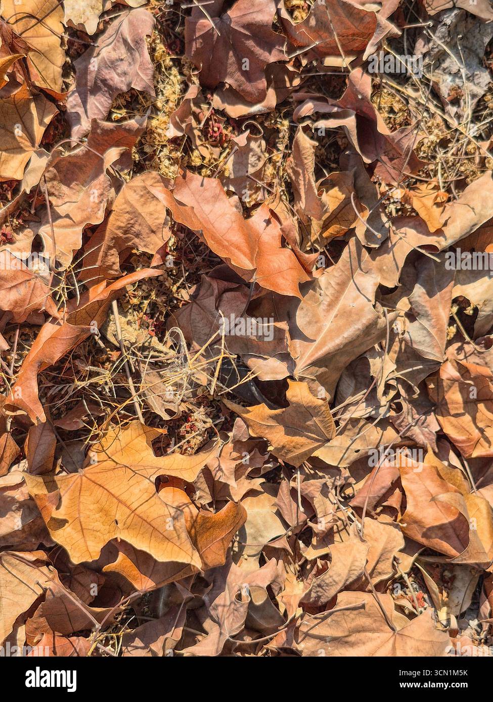 Feuilles d'automne sèches couvrant le sol en vue rapprochée. Banque D'Images