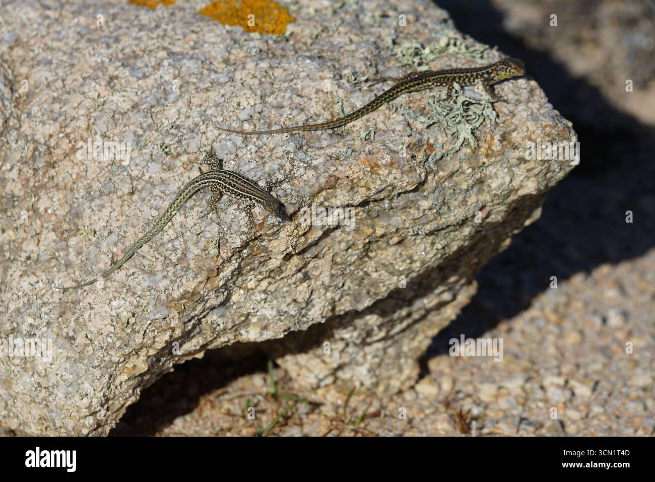 Deux lézards ponctués reposant sur le rocher rugueux sous le soleil brillant dans Desert Habitat. Bonifacio, Corse, France Banque D'Images