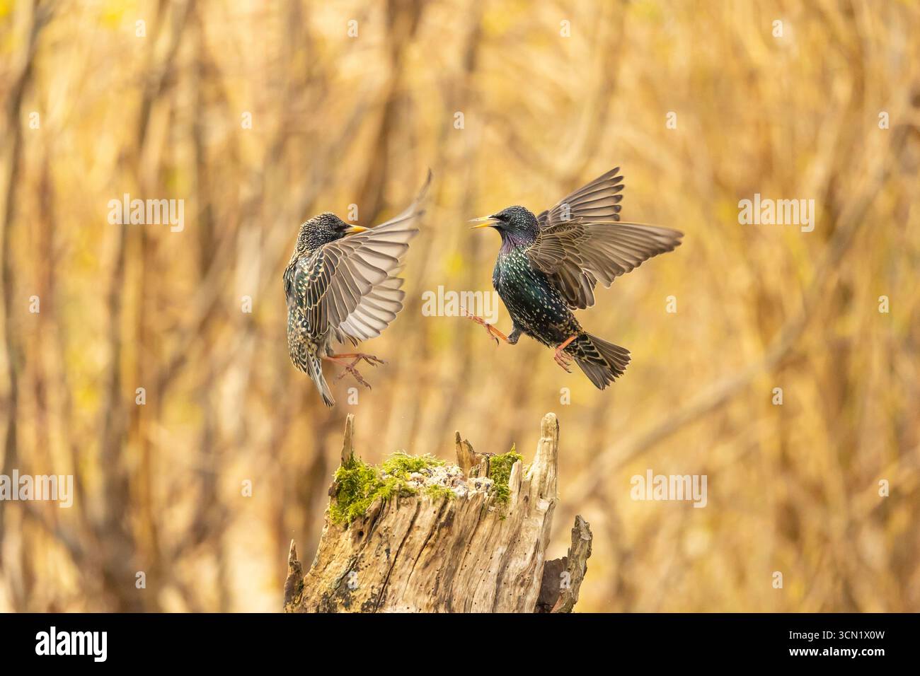 Conflit aviaire au printemps 2025 Banque D'Images