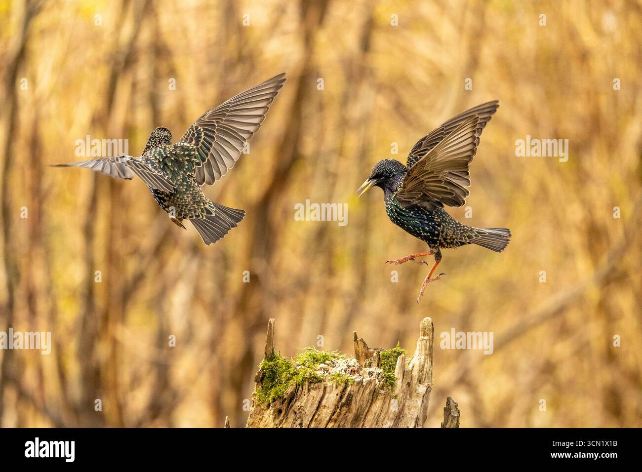 Conflit aviaire au printemps 2025 Banque D'Images