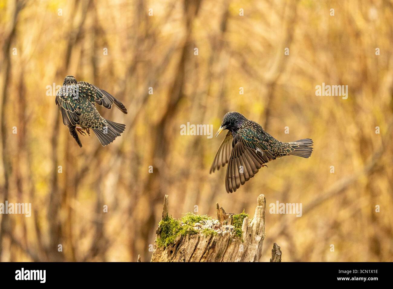 Conflit aviaire au printemps 2025 Banque D'Images