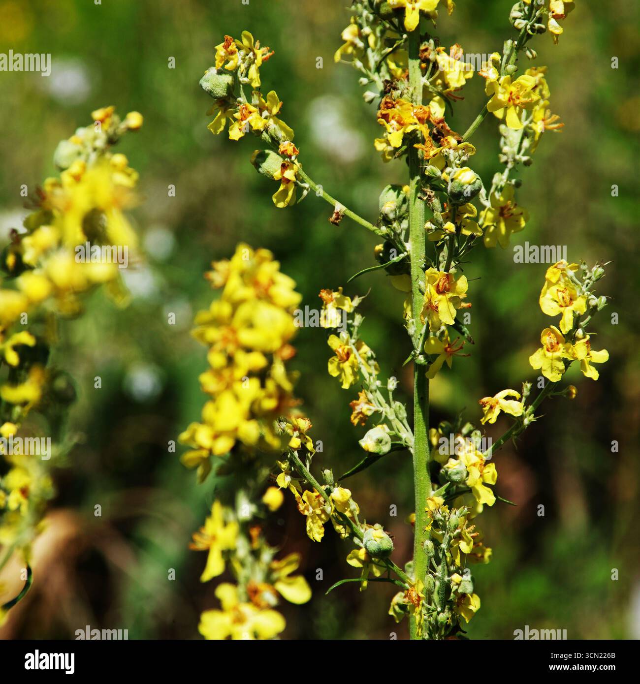 Bouquet de fleurs de mulène noir jaune sur la tige gros plan Banque D'Images