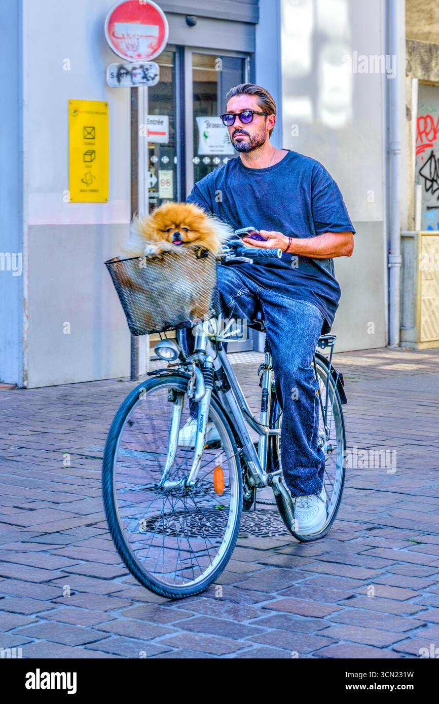 Jeune homme à vélo à travers le centre-ville avec chien chihuahua aux cheveux longs dans le panier de vélo - Tours, Indre-et-Loire (37), France. Banque D'Images