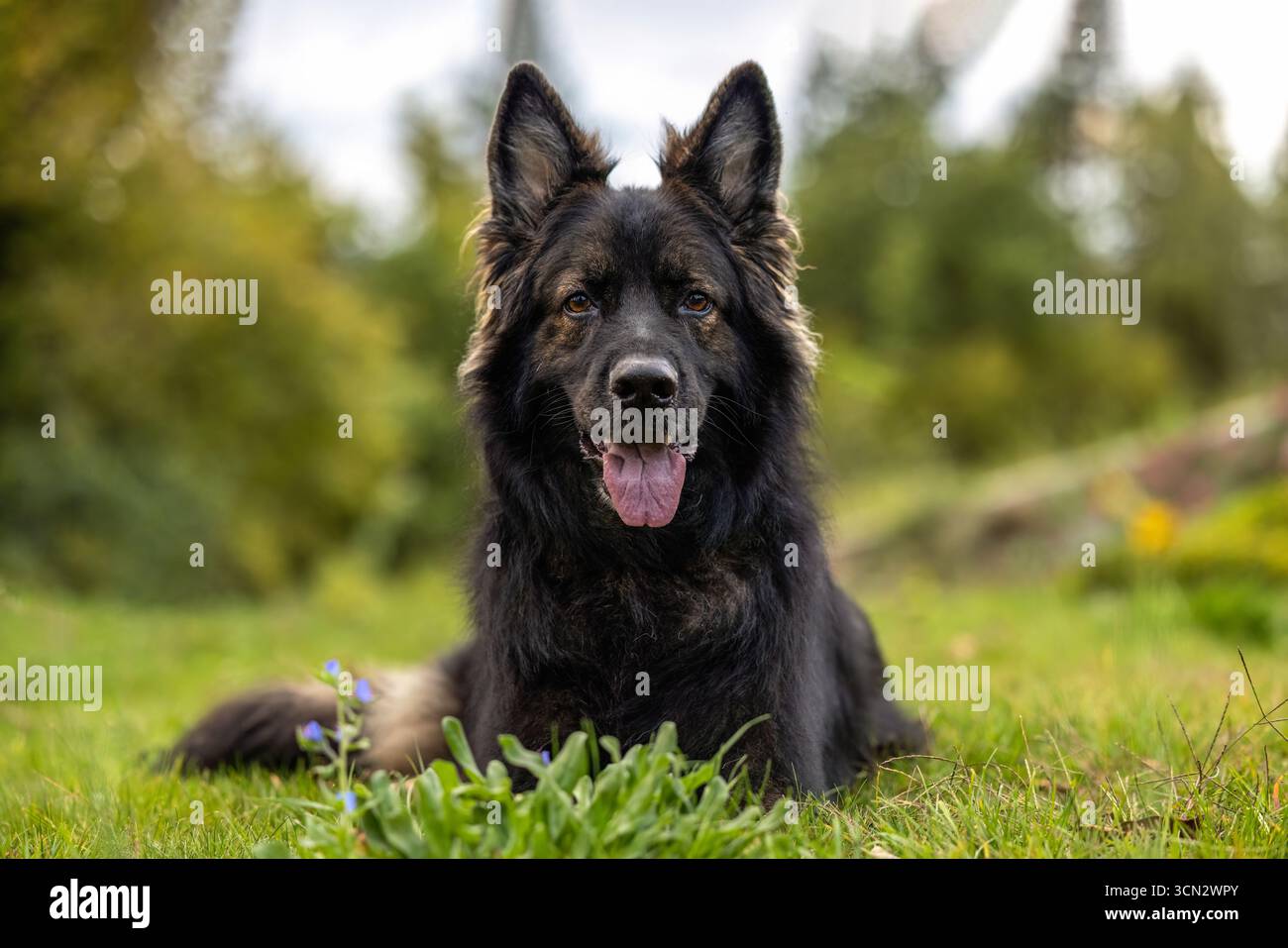 Vieux berger allemand chien, noir et bronzé, dans un paysage naturel Banque D'Images Vieux berger allemand chien, noir et bronzé, dans un paysage naturel Banque D'Images