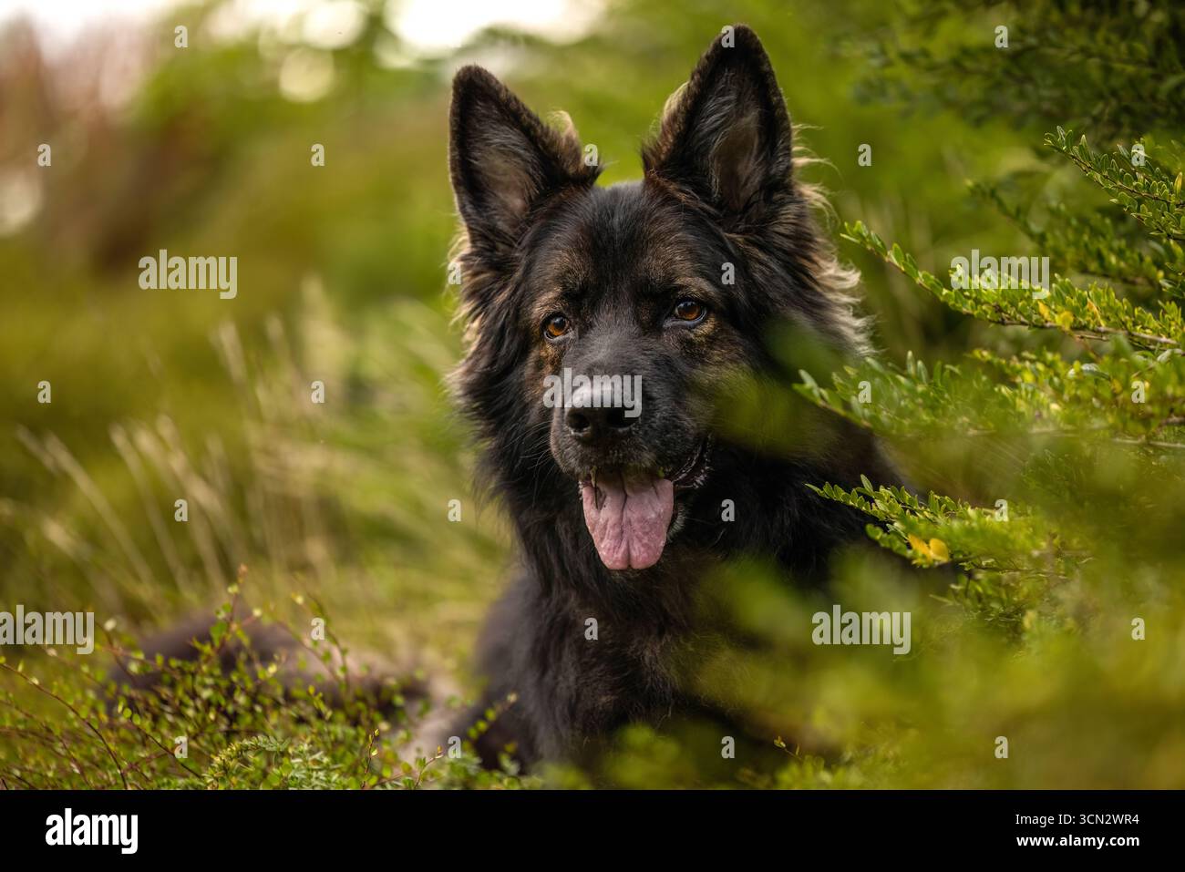 Vieux berger allemand chien, noir et bronzé, dans un paysage naturel Banque D'Images Vieux berger allemand chien, noir et bronzé, dans un paysage naturel Banque D'Images