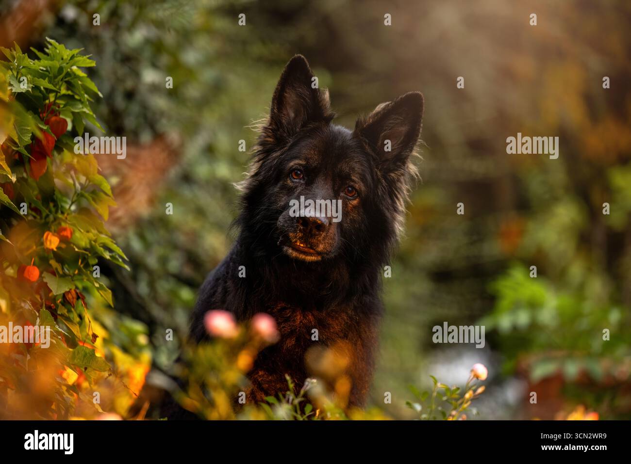Vieux berger allemand chien, noir et bronzé, dans un paysage naturel Banque D'Images Vieux berger allemand chien, noir et bronzé, dans un paysage naturel Banque D'Images