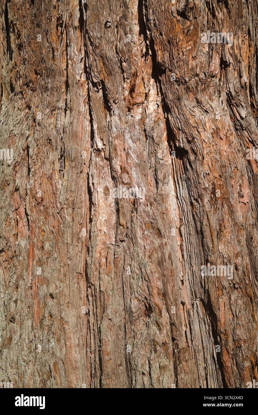 Gros plan sur l'écorce du tronc de l'arbre texturé Banque D'Images