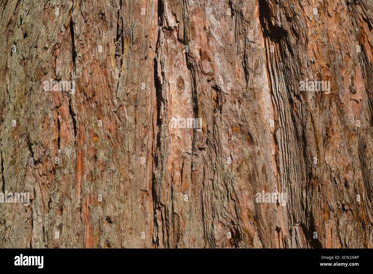 Gros plan sur l'écorce du tronc de l'arbre texturé Banque D'Images