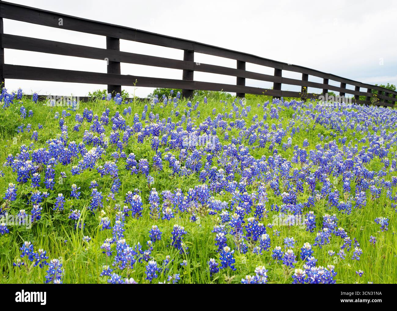 Bluebonnets y une clôture en bois. Banque D'Images
