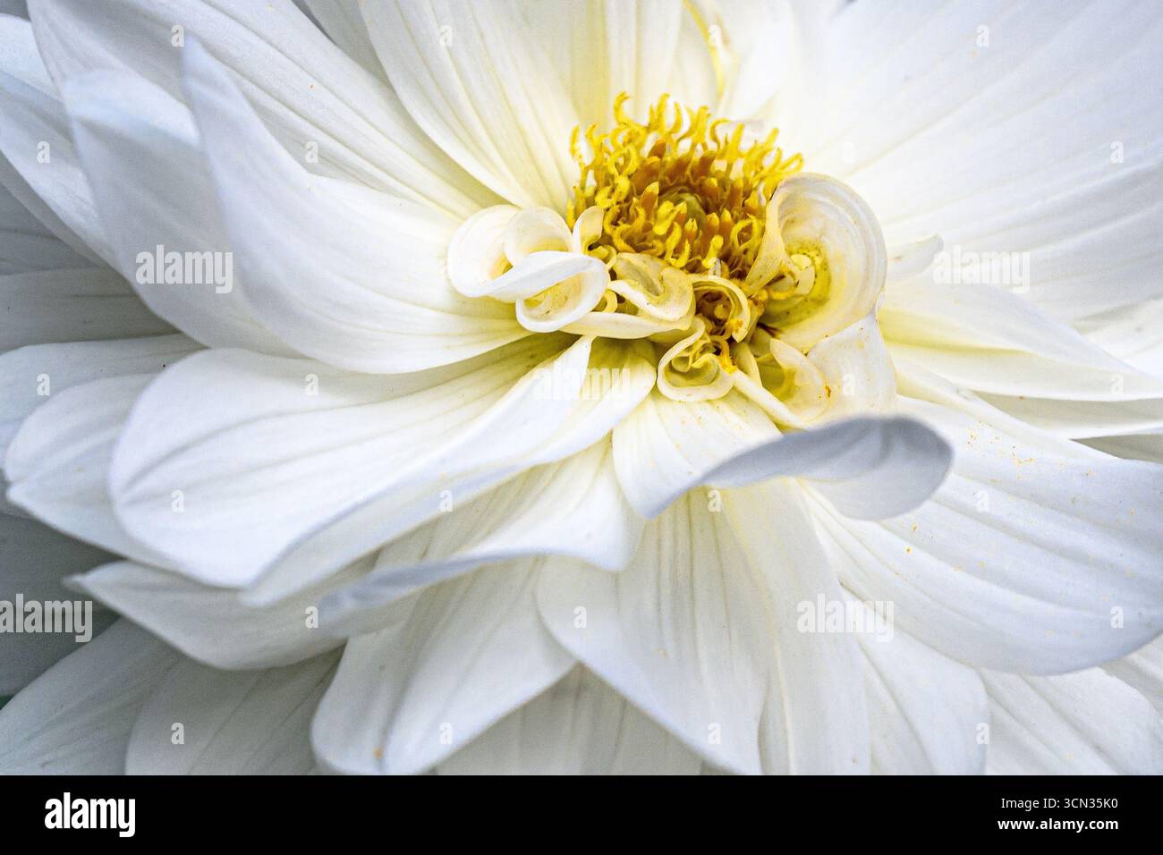 Détail, fleur de dahlia blanche Banque D'Images