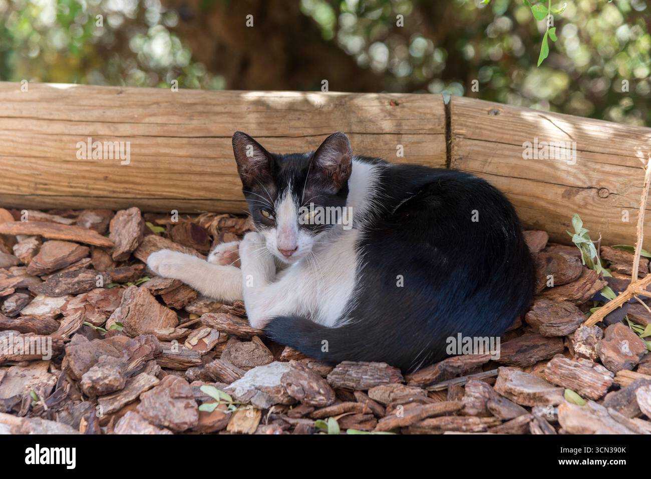 Chat noir et blanc allongé et reposant sur un sol en pierre et appuyé contre un tronc de bois, les yeux ouverts et léchant une patte Banque D'Images