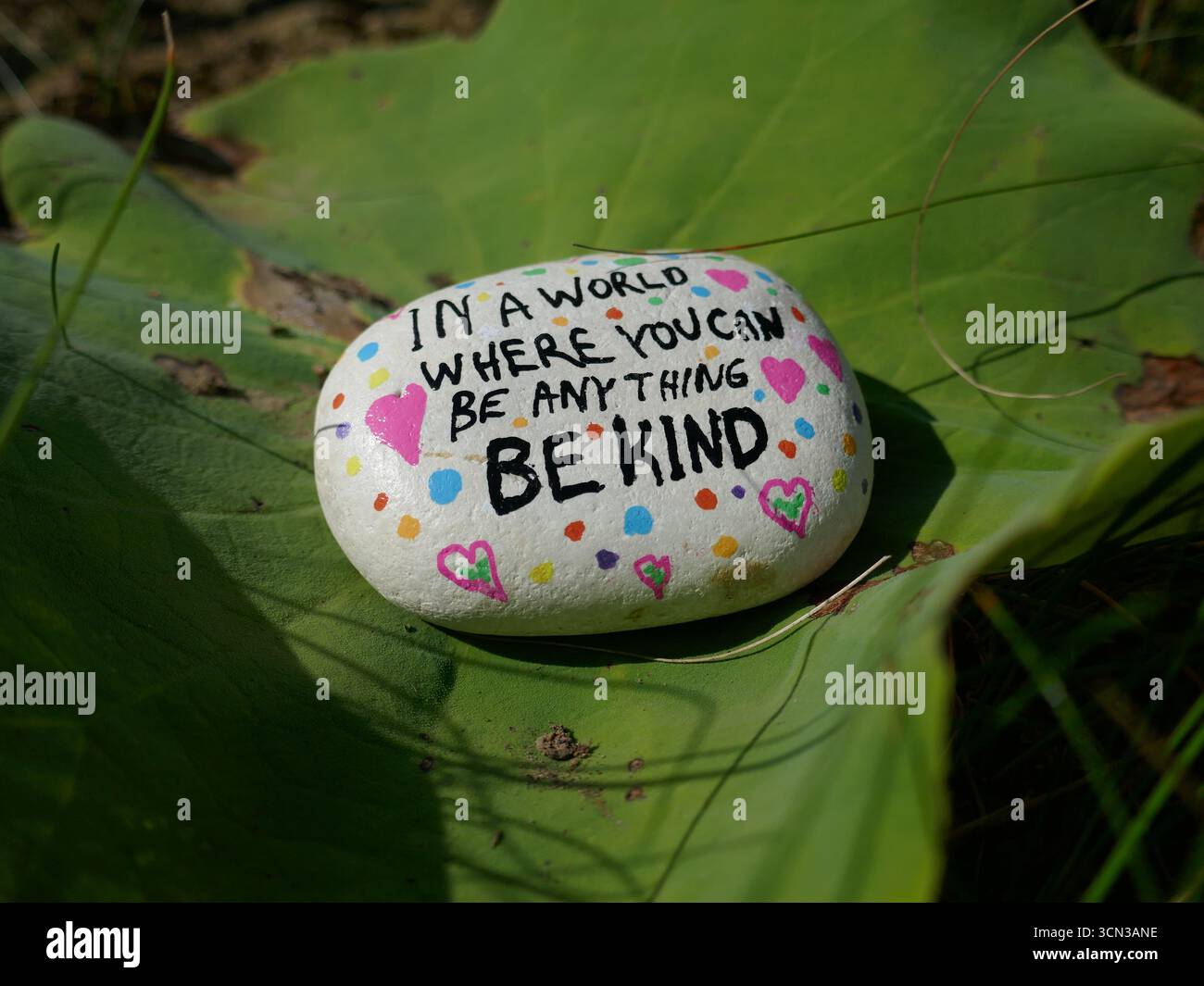 Gros plan de dans un monde où vous pouvez être quelque chose être gentil rocher sur un grand coussin de lis de lotus Banque D'Images