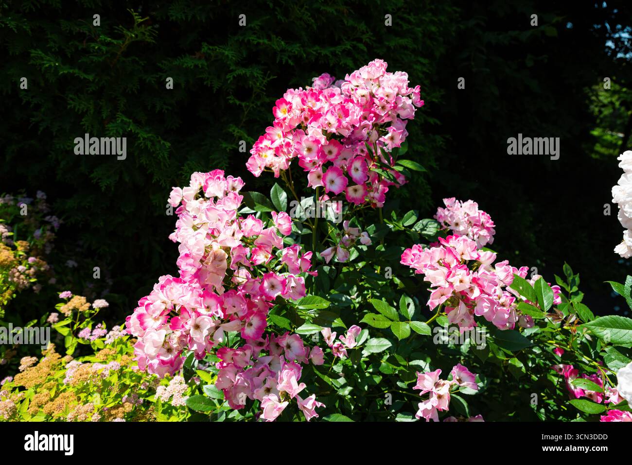 Plein rosier Rosa Mozart en fleurs avec des grappes abondantes de fleurs roses et blanches, créant un affichage ornemental vibrant dans le jardin d'été. Banque D'Images