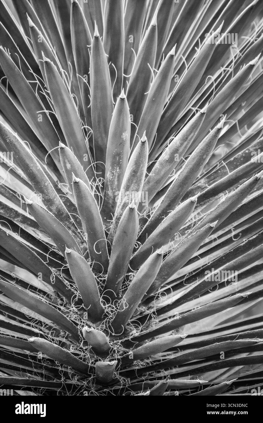 Datilillo ou Tree Yucca, San Ignacio, basse-Californie du Sud, Mexique. Banque D'Images