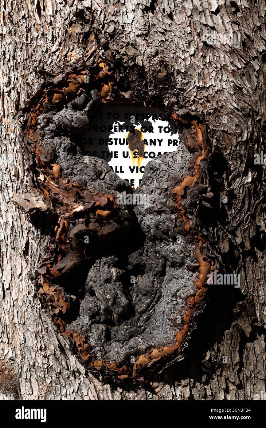 Un panneau affiché qui a été avalé par un arbre au fil du temps. Banque D'Images