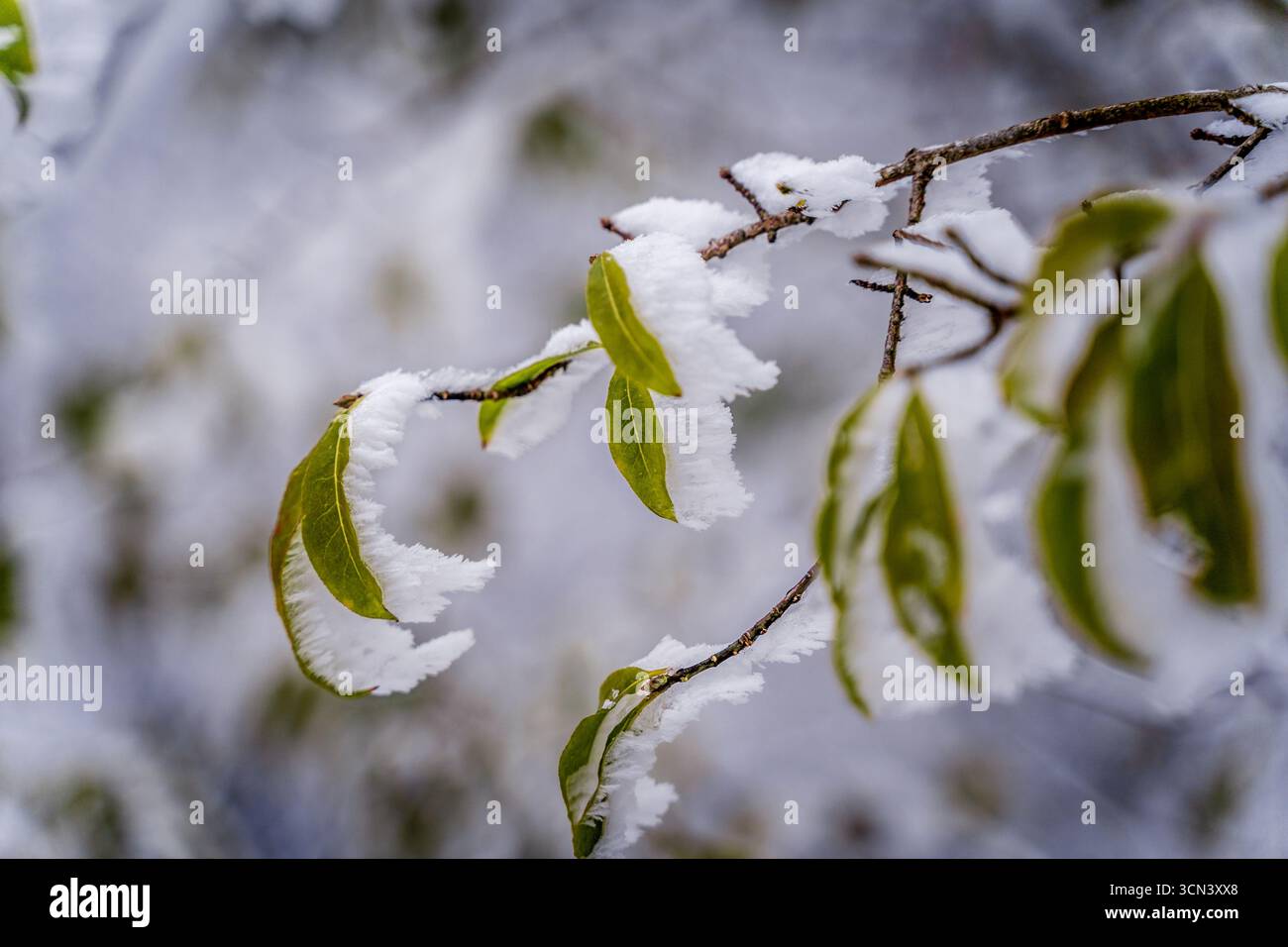Une branche couverte de neige et de glace, avec des feuilles givrées. La branche est recouverte d'une épaisse couche de neige et les feuilles sont recouvertes d'une fine couche de i. Banque D'Images