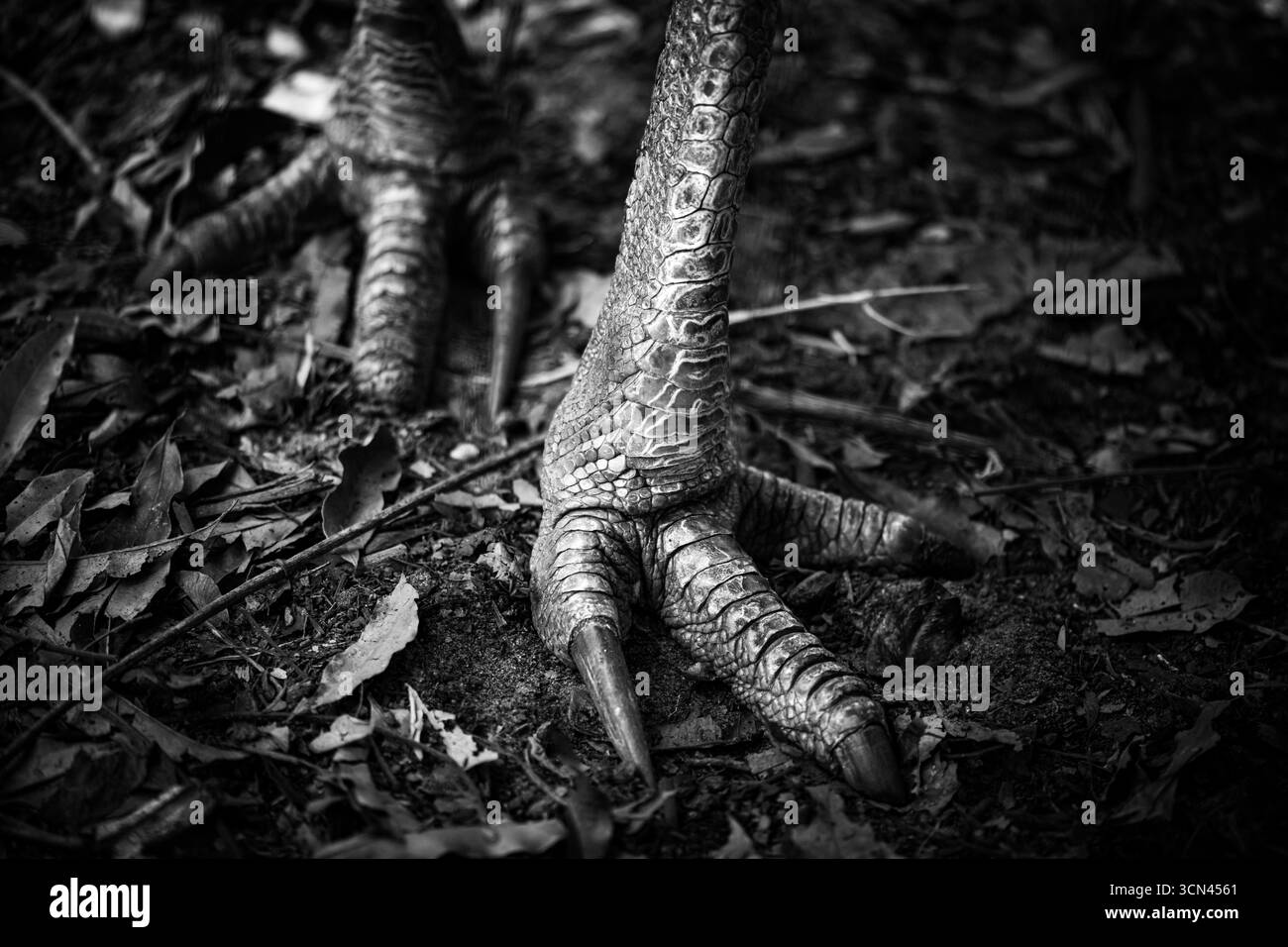 Gros plan de Cassowary Foot avec Sharp Claws en monochrome Banque D'Images Gros plan de Cassowary Foot avec Sharp Claws en monochrome Banque D'Images