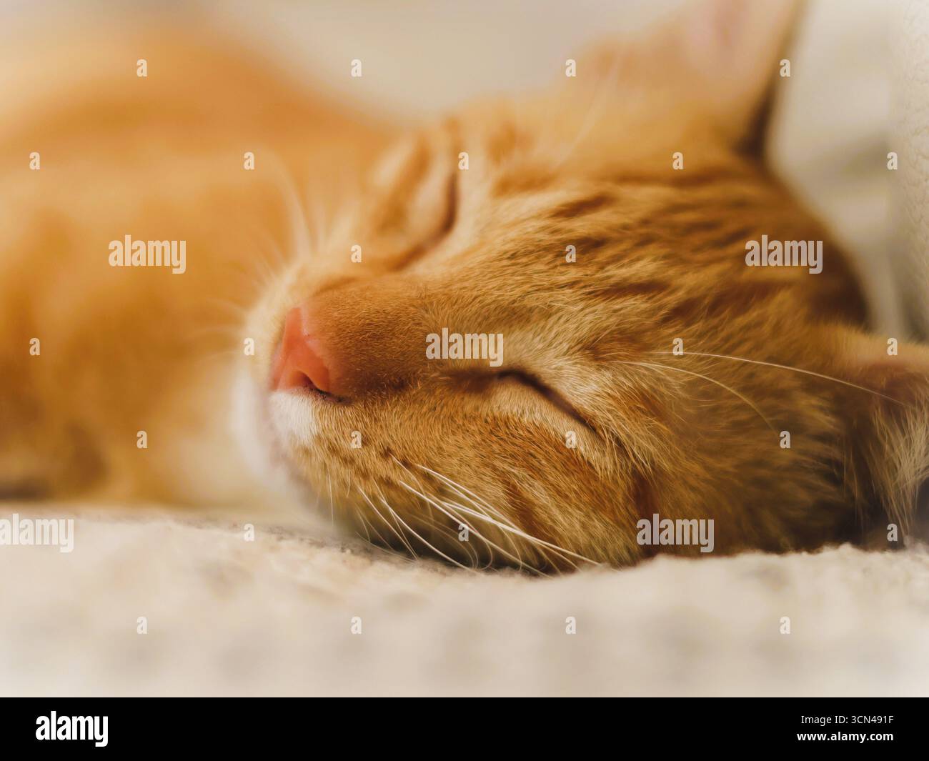 La couleur orange du chat est une couleur de pelage caractéristique causée par le « gène orange » trouvé dans de nombreuses races de chats, y compris les chats thaïlandais. Banque D'Images