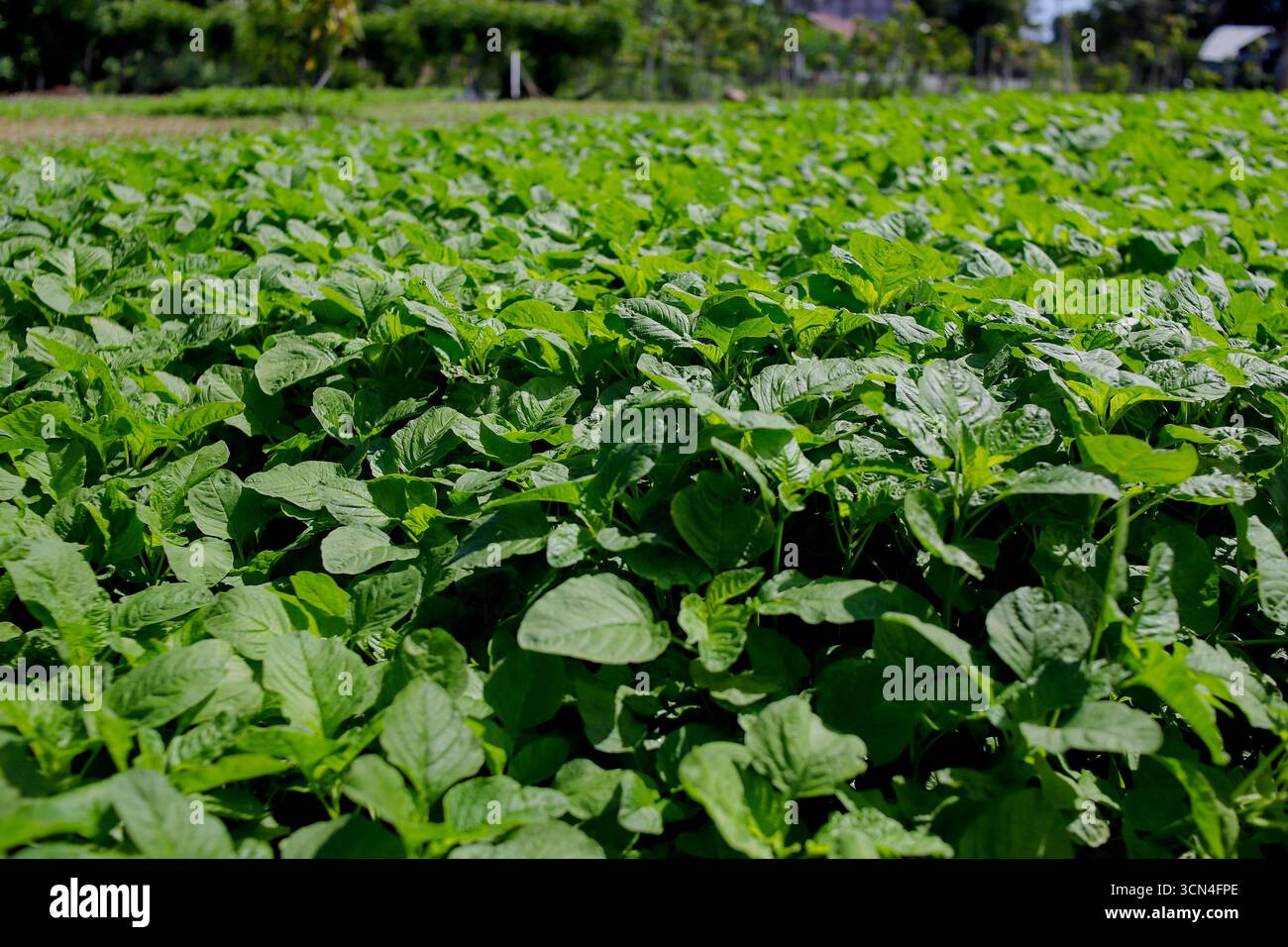 Feuilles d'amarante vertes OU feuilles d'épinards frais de près de la plantation - alternative biologique aux épinards Banque D'Images