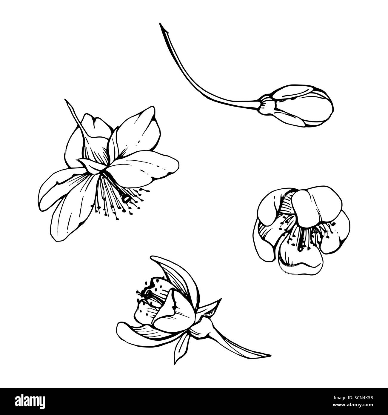 Fleurs du début du printemps, bourgeon blanc de fleur de pomme sakura cerise, encre vectorielle dessinée à la main de forêt anémone primevère Marguerite éphémère. Objet unique isolé Illustration de Vecteur