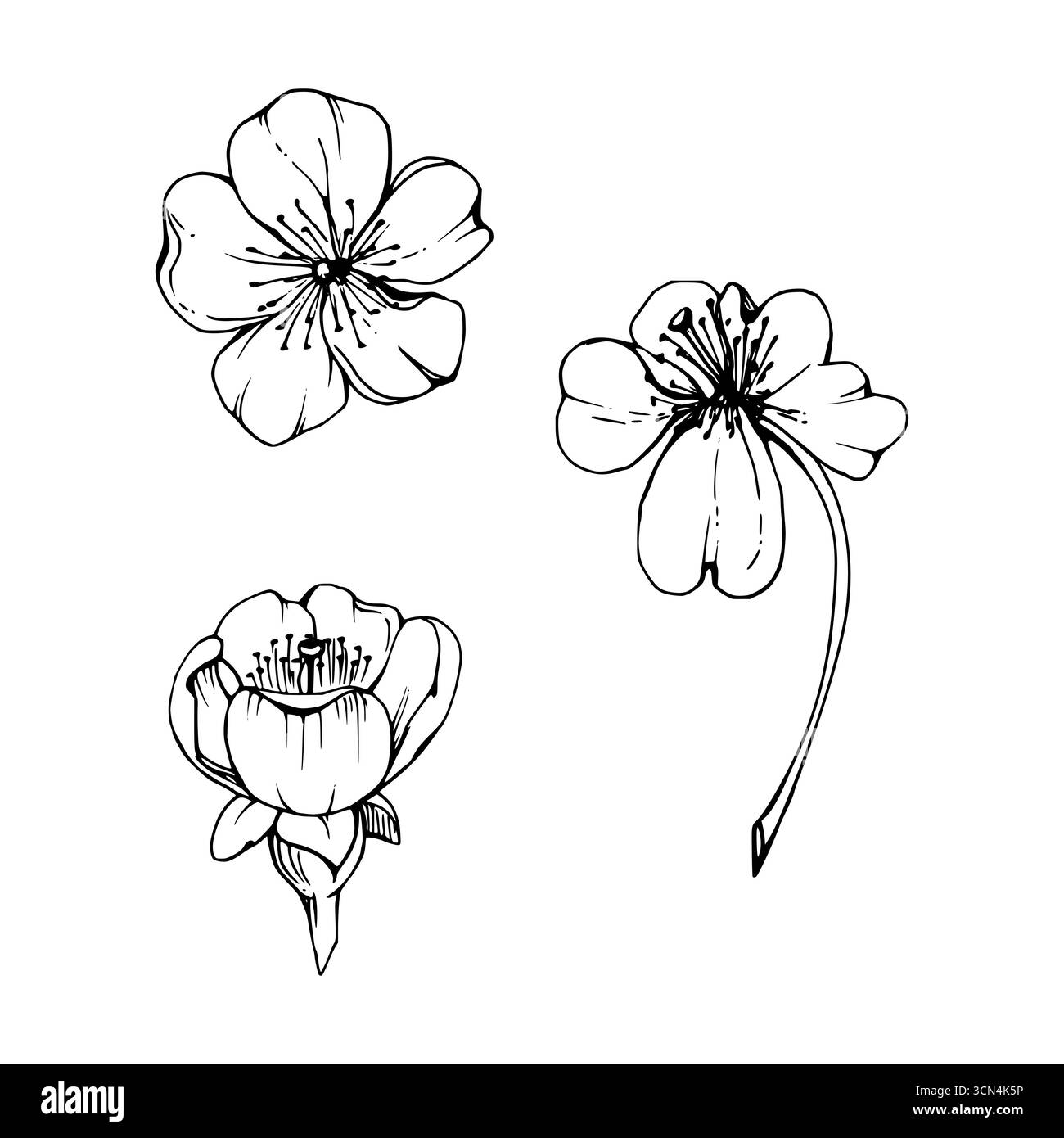 Fleurs de printemps tôt, fleur de pomme sakura cerise blanche, encre vectorielle dessinée à la main forêt anémone primevère Marguerite éphémère. Objet unique isolé Illustration de Vecteur