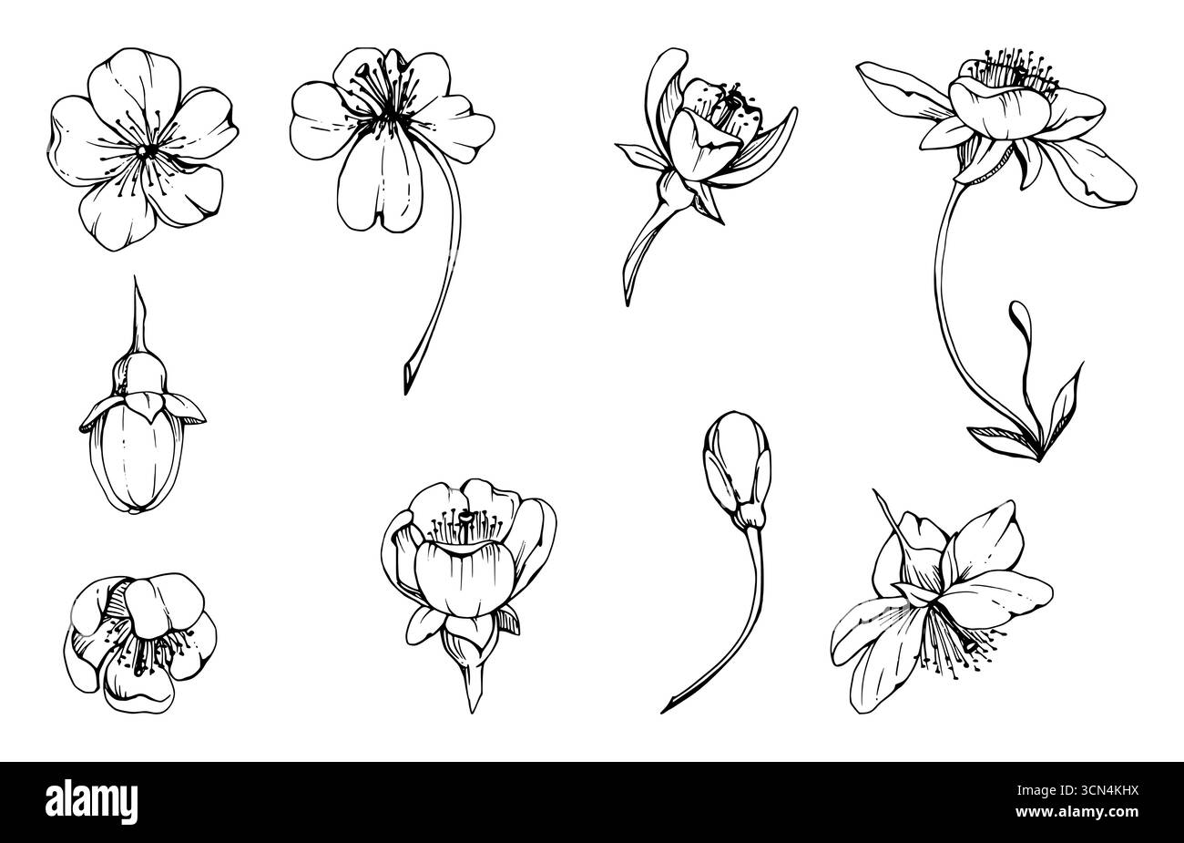 Fleurs printanières précoces sur tiges, bourgeon de fleur de pomme sakura de cerise blanche, aquarelle dessinée à la main, Marguerite d'anémone de forêt. Ensemble d'objets unique isolé Illustration de Vecteur