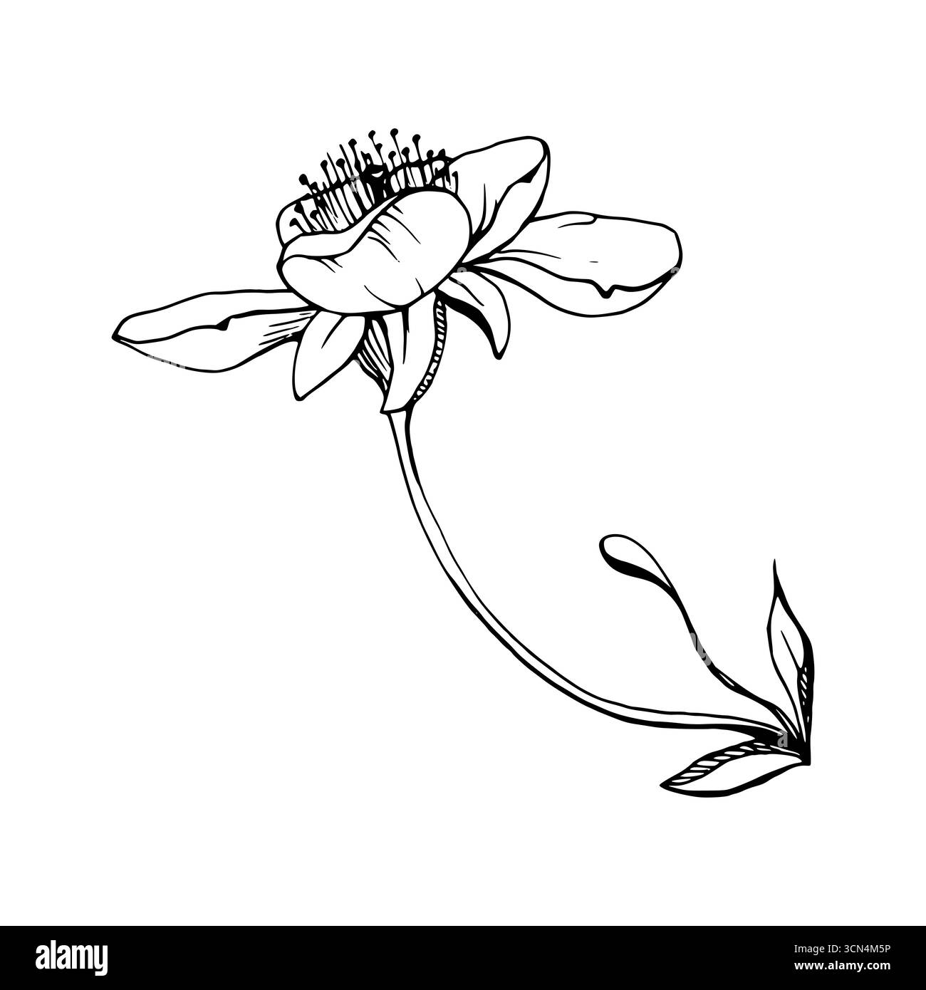 Fleurs printanières précoces, pétales de fleur de pomme sakura cerise blanche, aquarelle dessinée à la main anémone forestière, éphémère Marguerite primitive. Objet unique isolé Illustration de Vecteur