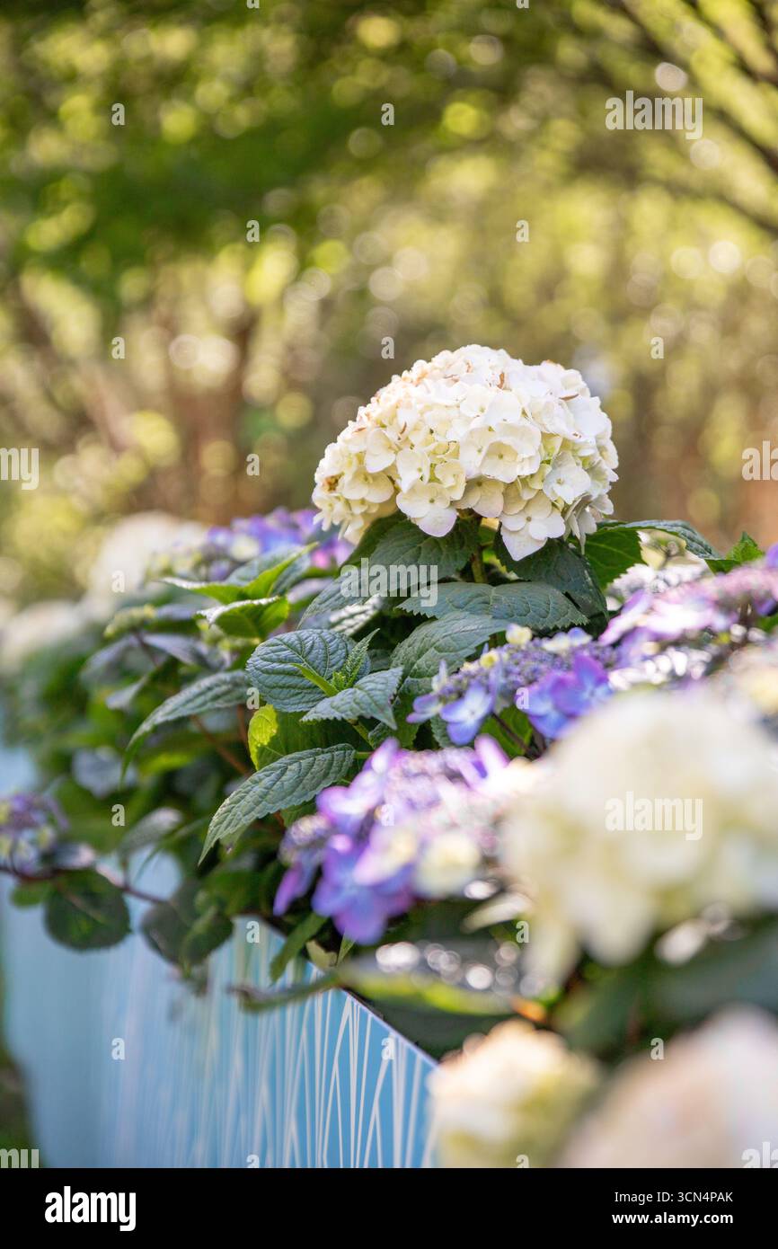 Hortensias blanches et violettes dans une jardinière turquoise au NC ARB Banque D'Images