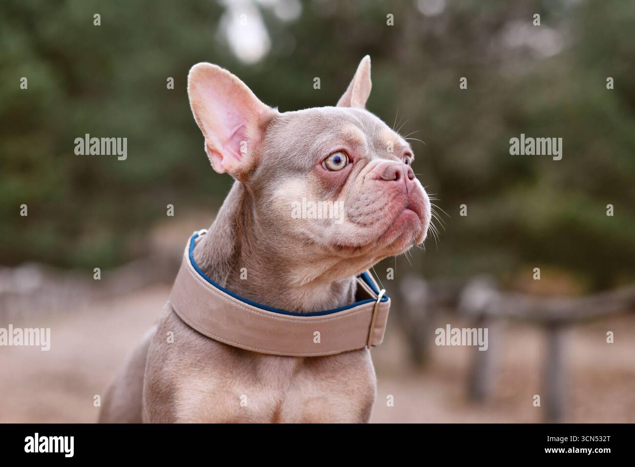 Portrait de mignon New Shade Isabella orange Tan coloré bouledogue français avec large collier de chien Banque D'Images