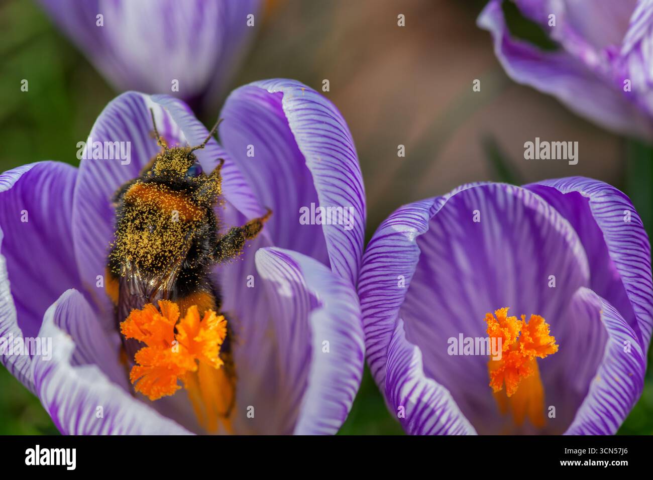 Bourdon couvert de pollen dans un crocus en février. Nourriture pour les pollinisateurs émergents précoces. Banque D'Images