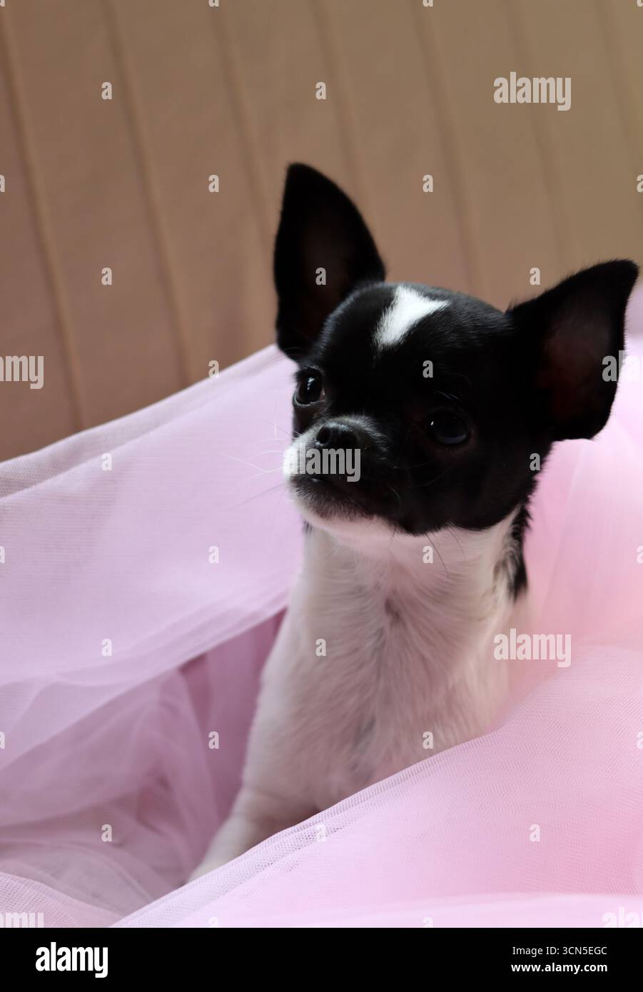 Chihuahua chiot dans un tulle rose sur fond rose Banque D'Images