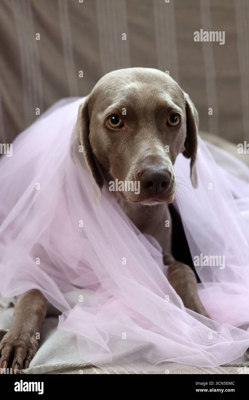 Portrait d'un magnifique chien Weimaraner Banque D'Images