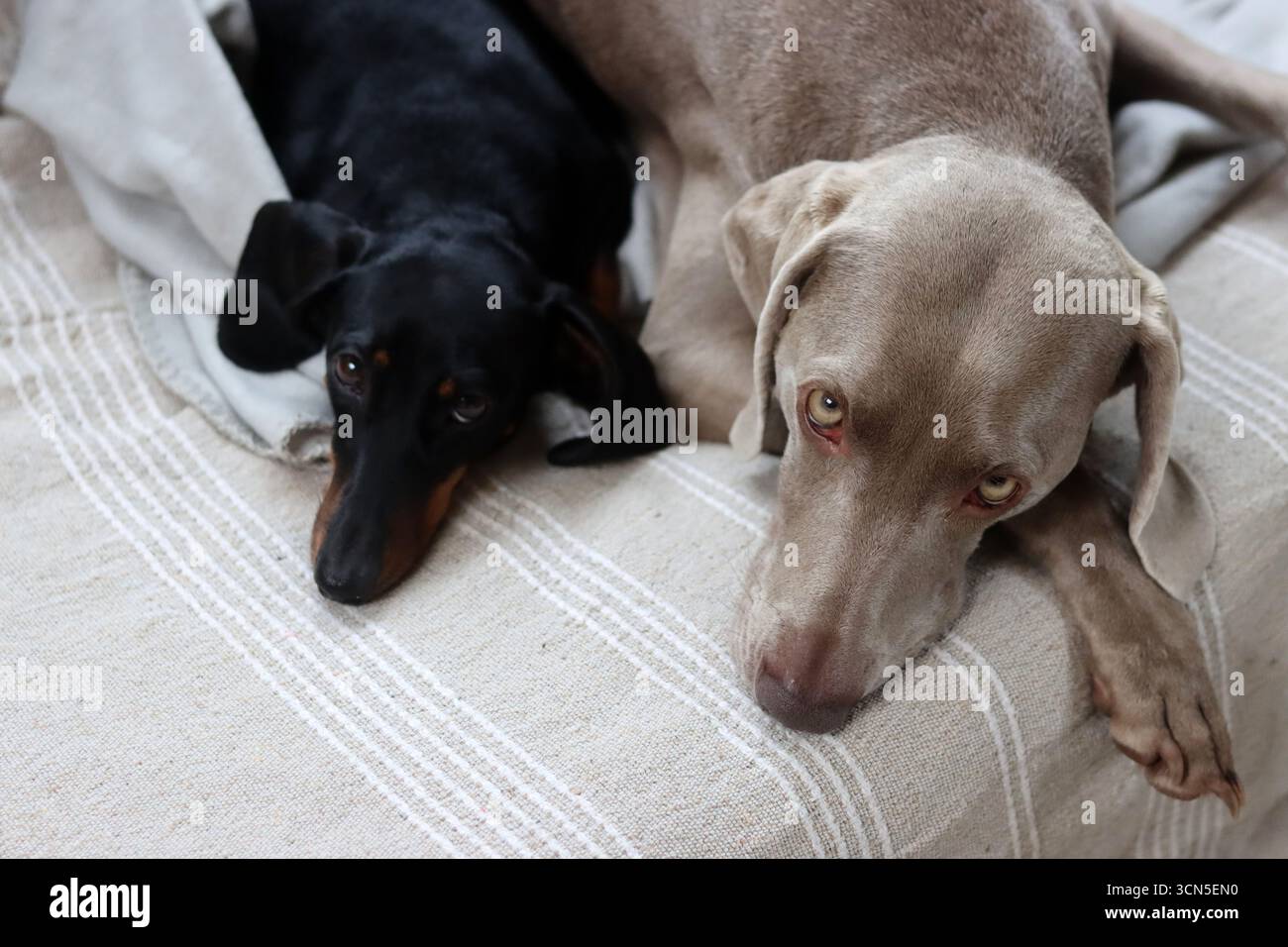 Deux chiens mignons sur un canapé. Magnifique chien Weimaraner et Teckel. Concept des meilleurs amis. Banque D'Images