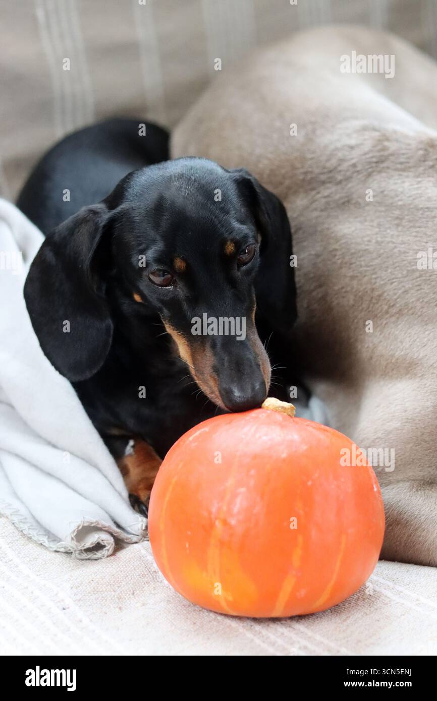 Chien Teckel avec citrouille et plaid sur le canapé Banque D'Images