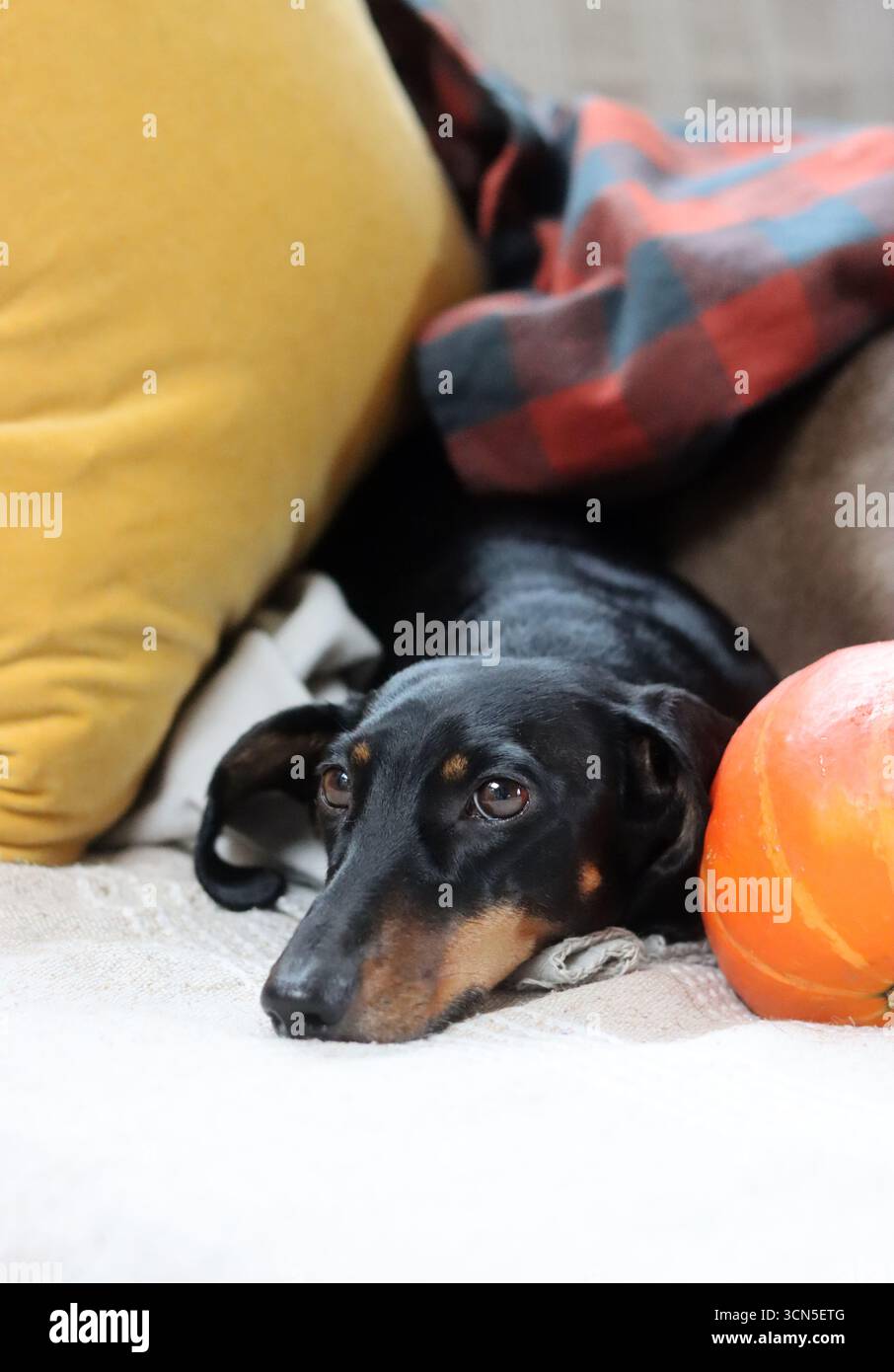 Chien Teckel avec citrouille et plaid sur le canapé Banque D'Images