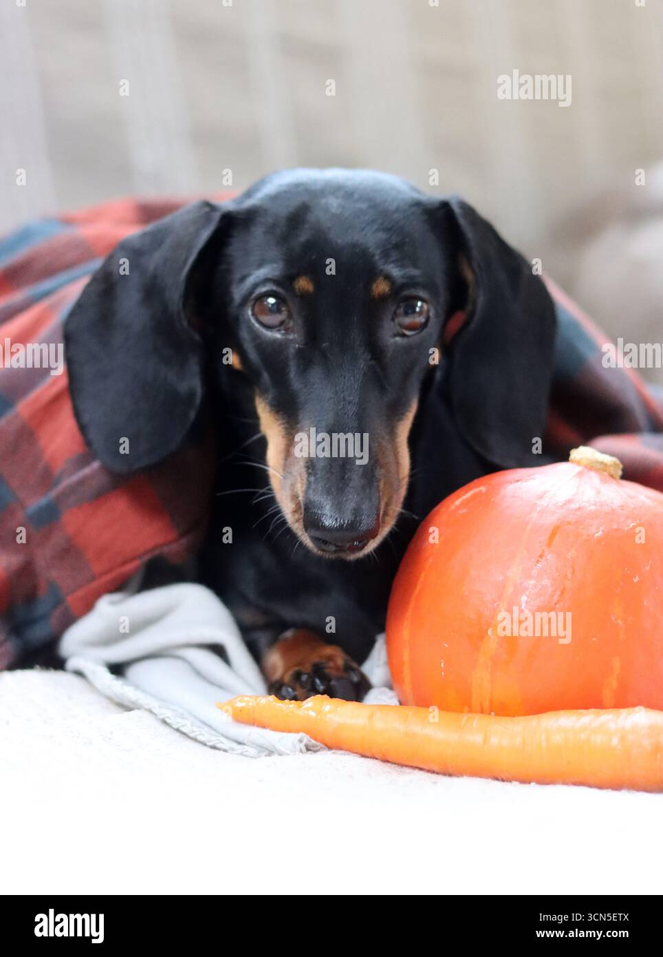 Chien Teckel avec citrouille et plaid sur le canapé Banque D'Images