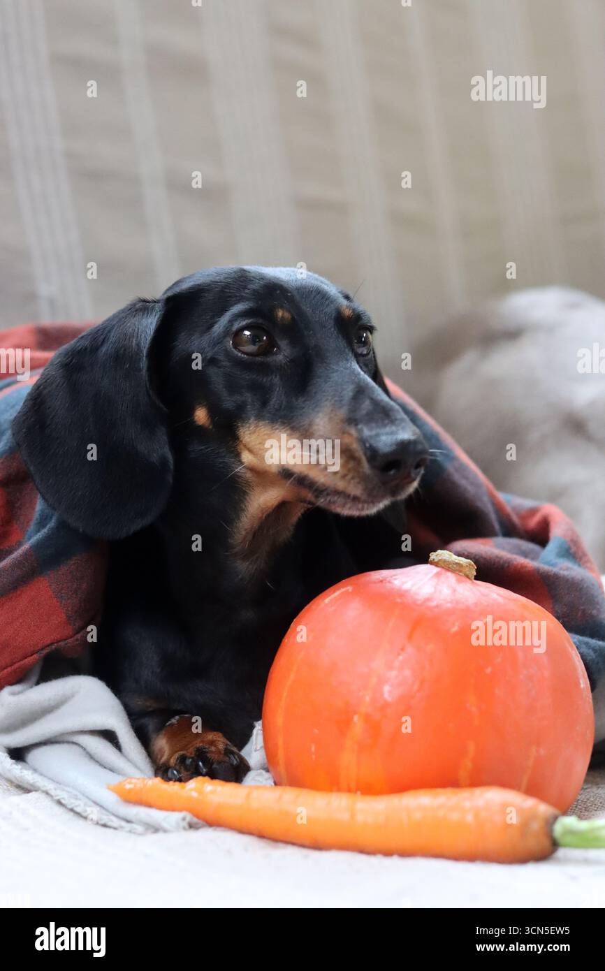 Chien Teckel avec citrouille et plaid sur le canapé Banque D'Images