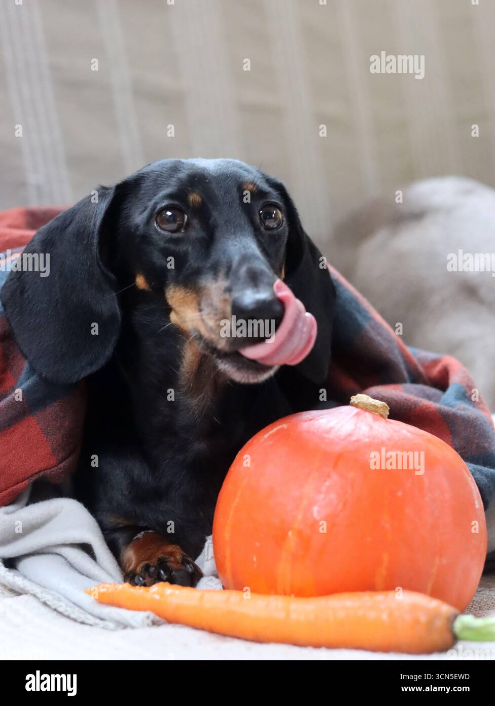 Chien Teckel avec citrouille et plaid sur le canapé Banque D'Images