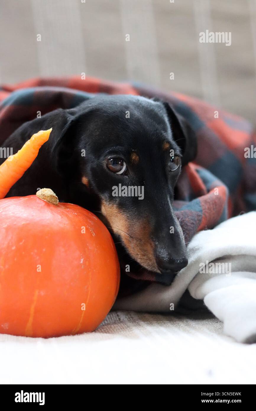 Chien Teckel avec citrouille et plaid sur le canapé Banque D'Images