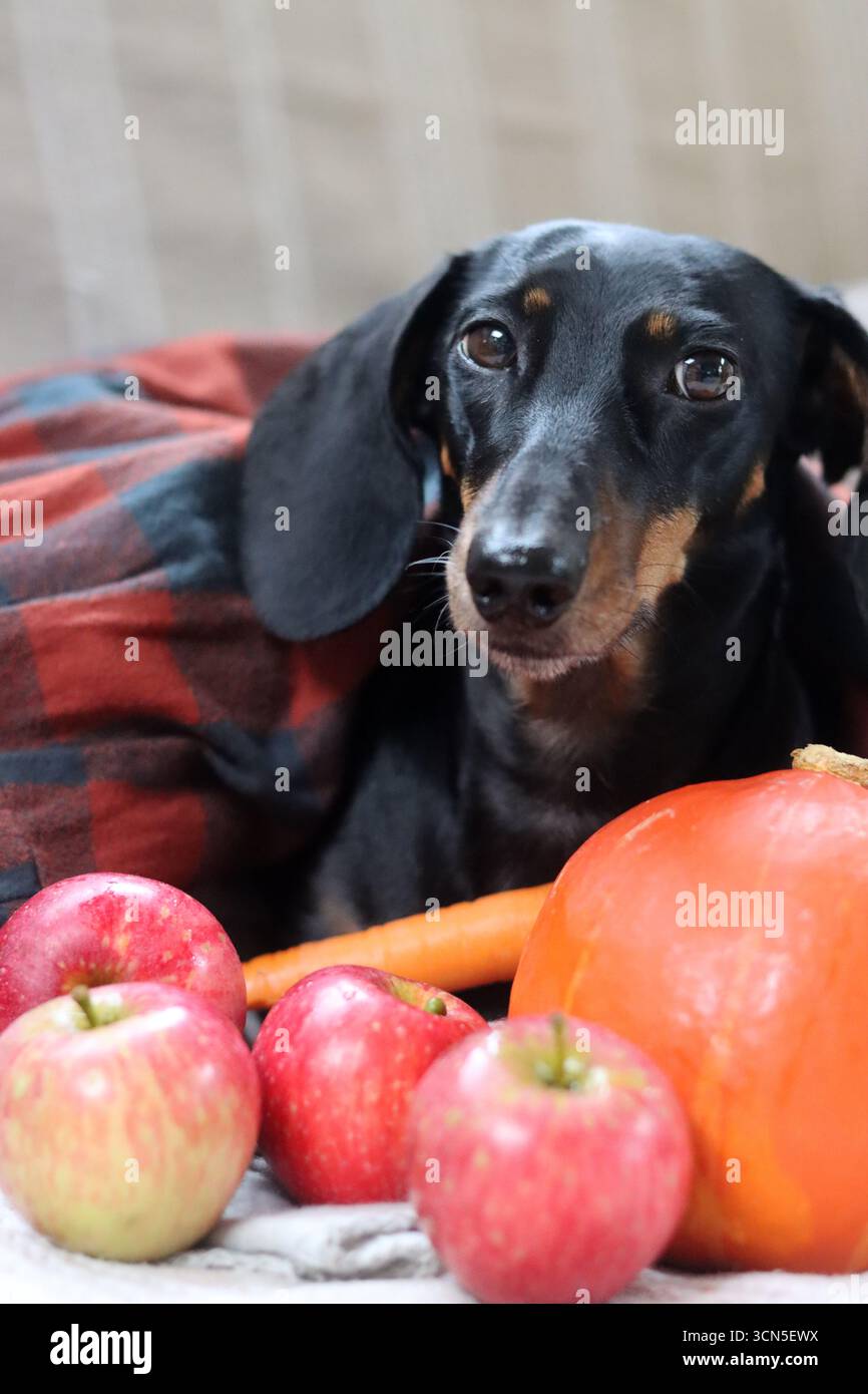Chien Teckel avec citrouille et plaid sur le canapé Banque D'Images