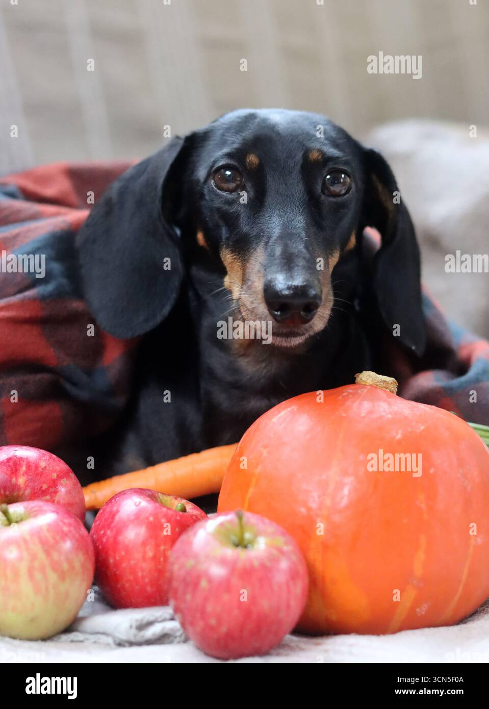 Chien Teckel avec citrouille et plaid sur le canapé Banque D'Images