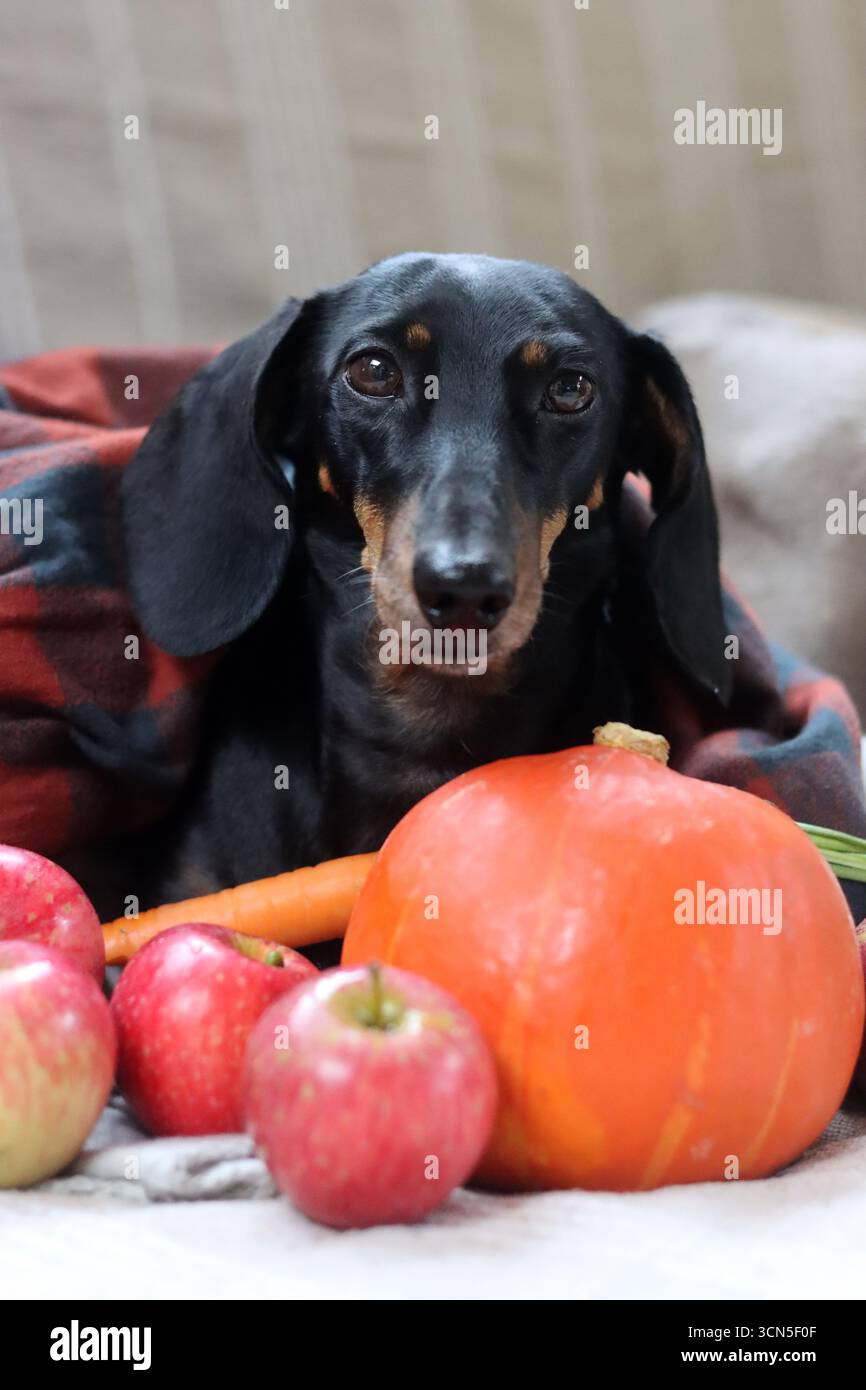 Chien Teckel avec citrouille et plaid sur le canapé Banque D'Images