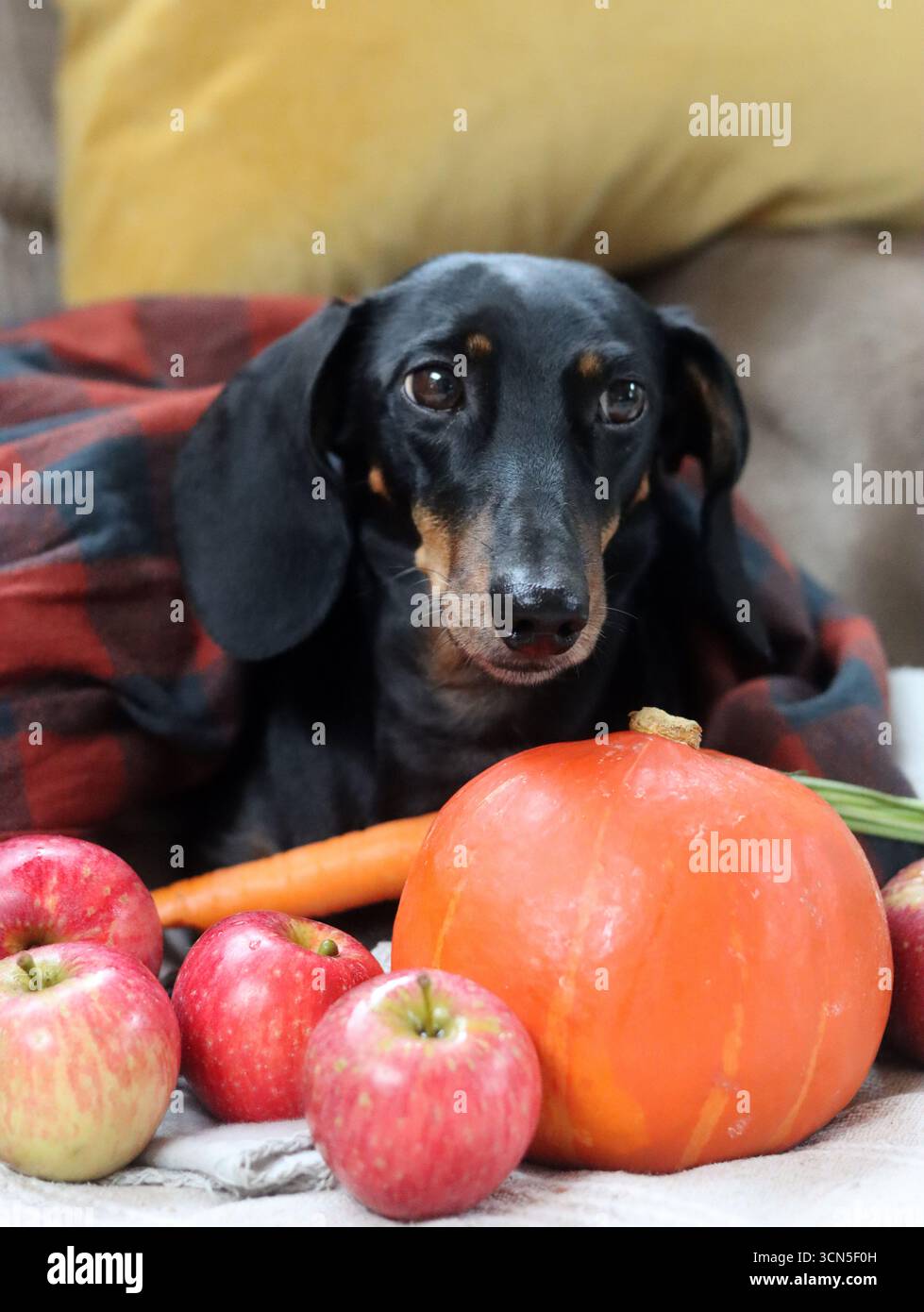 Chien Teckel avec citrouille et plaid sur le canapé Banque D'Images