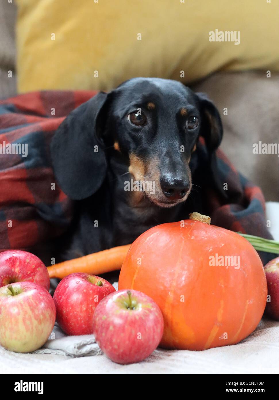 Chien Teckel avec citrouille et plaid sur le canapé Banque D'Images