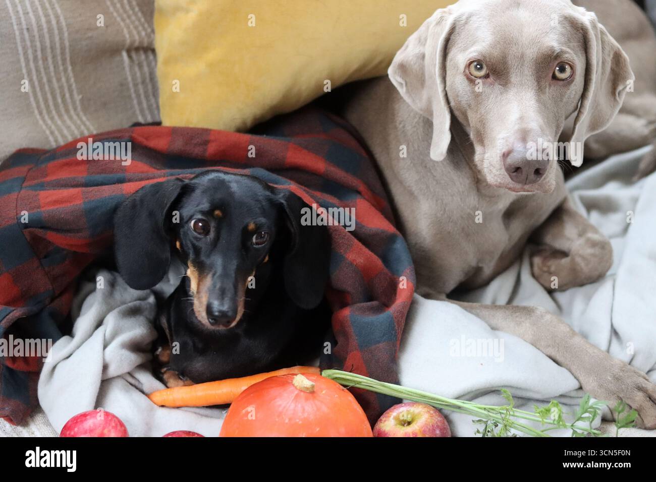Deux chiens mignons sur un canapé. Magnifique chien Weimaraner et Teckel. Concept des meilleurs amis. Banque D'Images