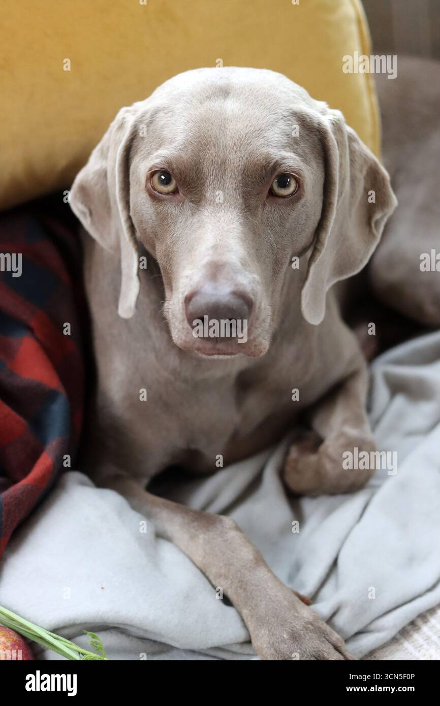 Beau chien Weimaraner regardant la caméra. Mise au point sélective. Banque D'Images