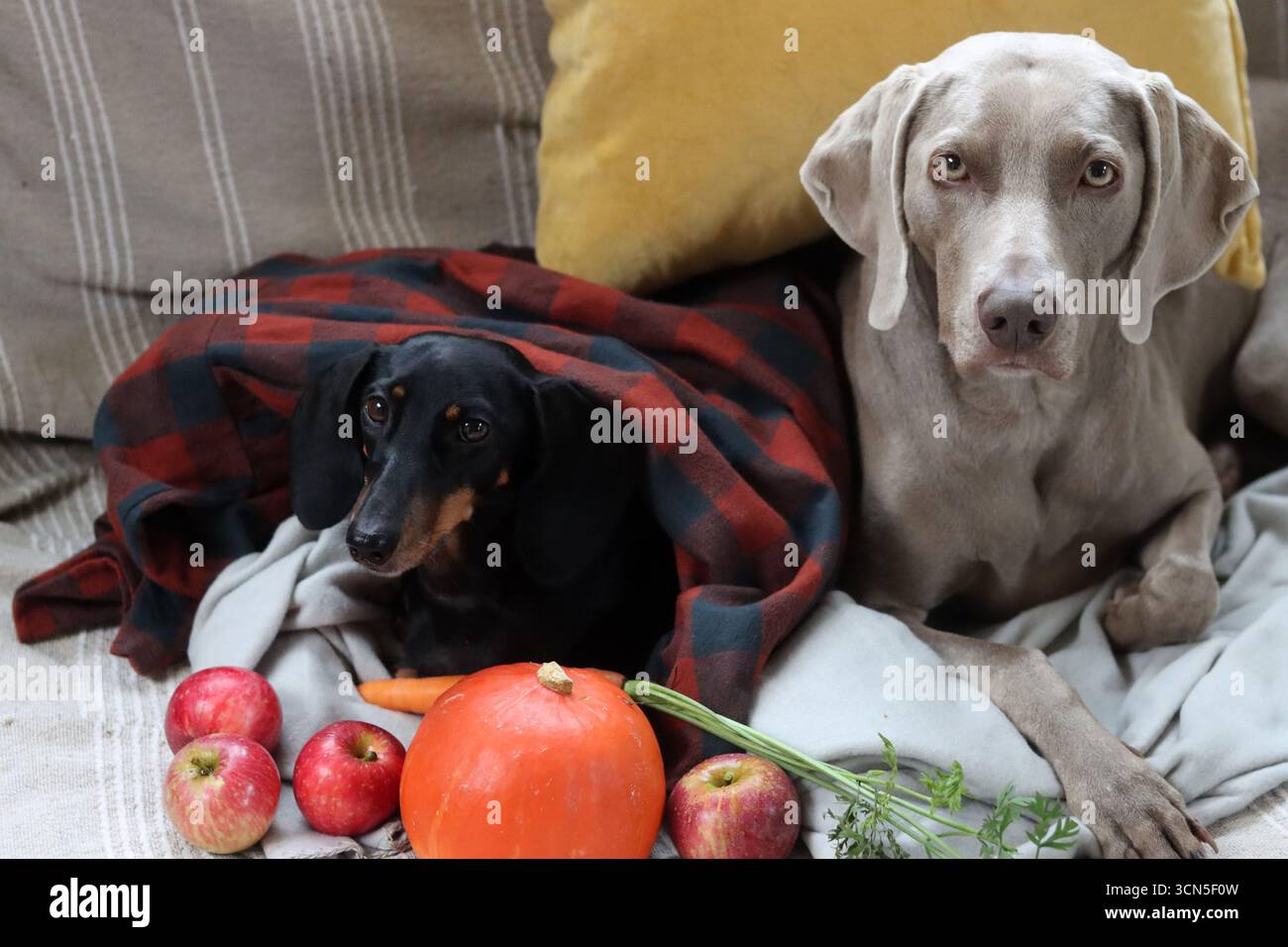 Deux chiens dans un plaid sur un canapé avec des pommes et de la citrouille. Teckel et Weimaraner avec fruits et légumes de saison. Banque D'Images