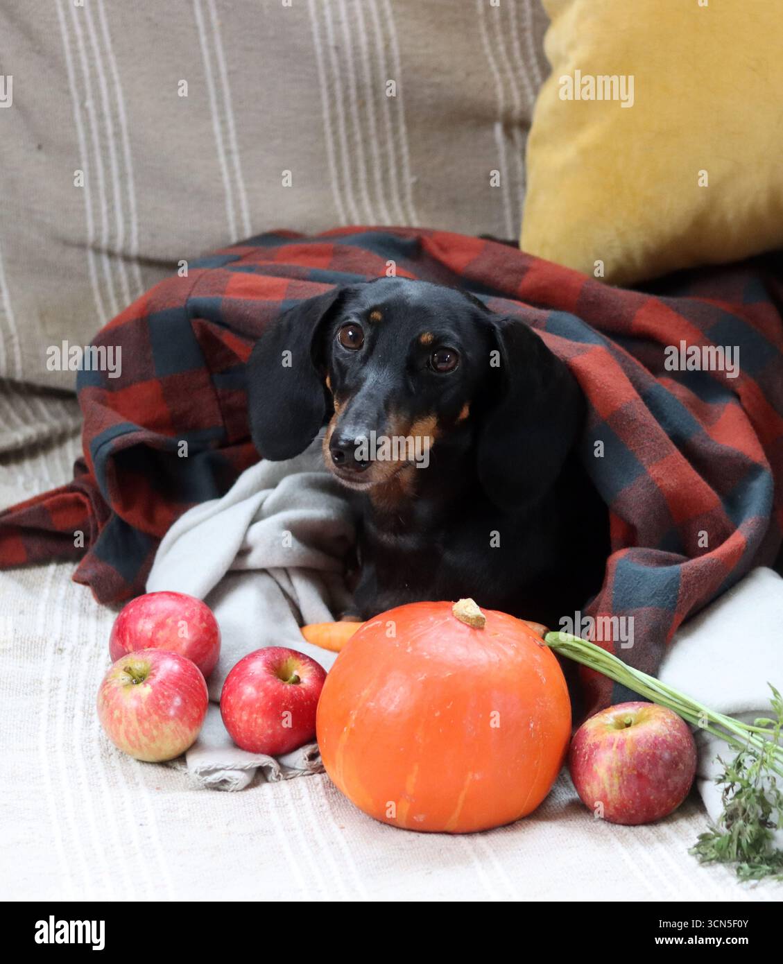 Chien Teckel avec citrouille et plaid sur le canapé Banque D'Images