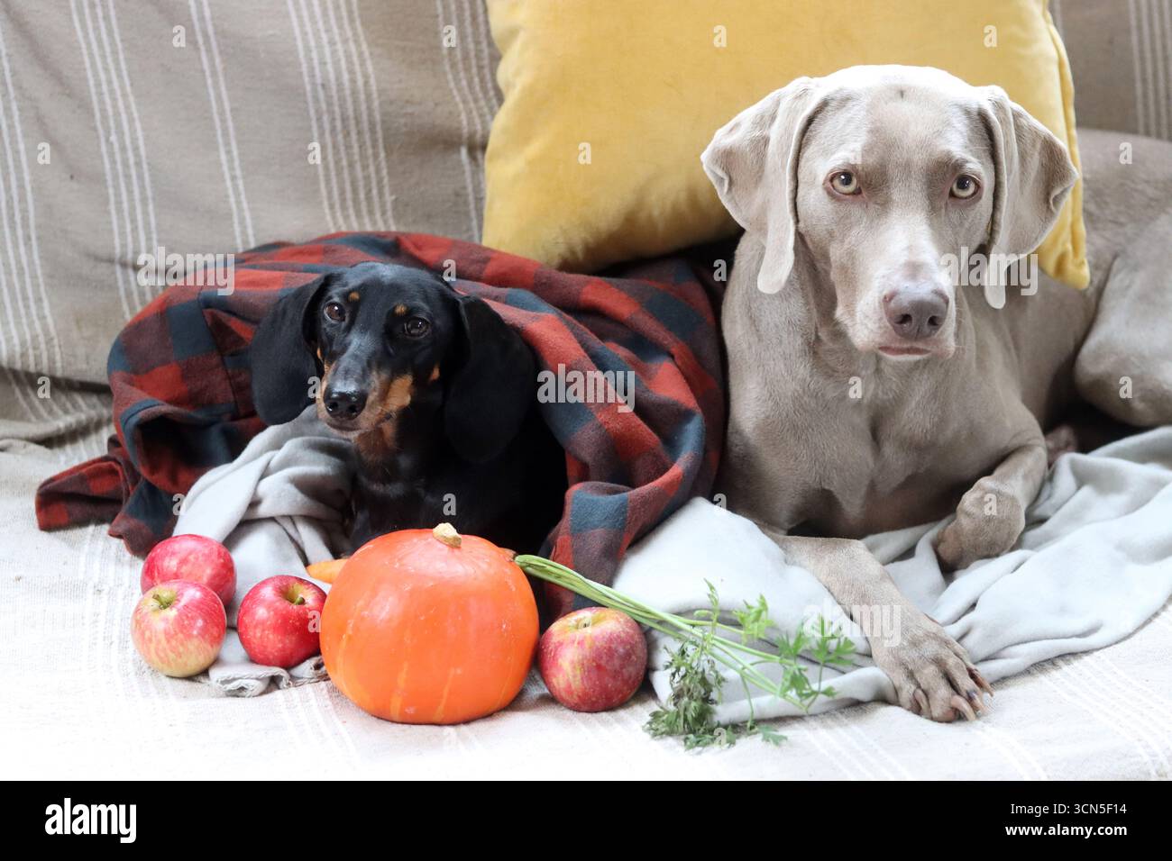 Deux chiens dans un plaid sur un canapé avec des pommes et de la citrouille. Teckel et Weimaraner avec fruits et légumes de saison. Banque D'Images