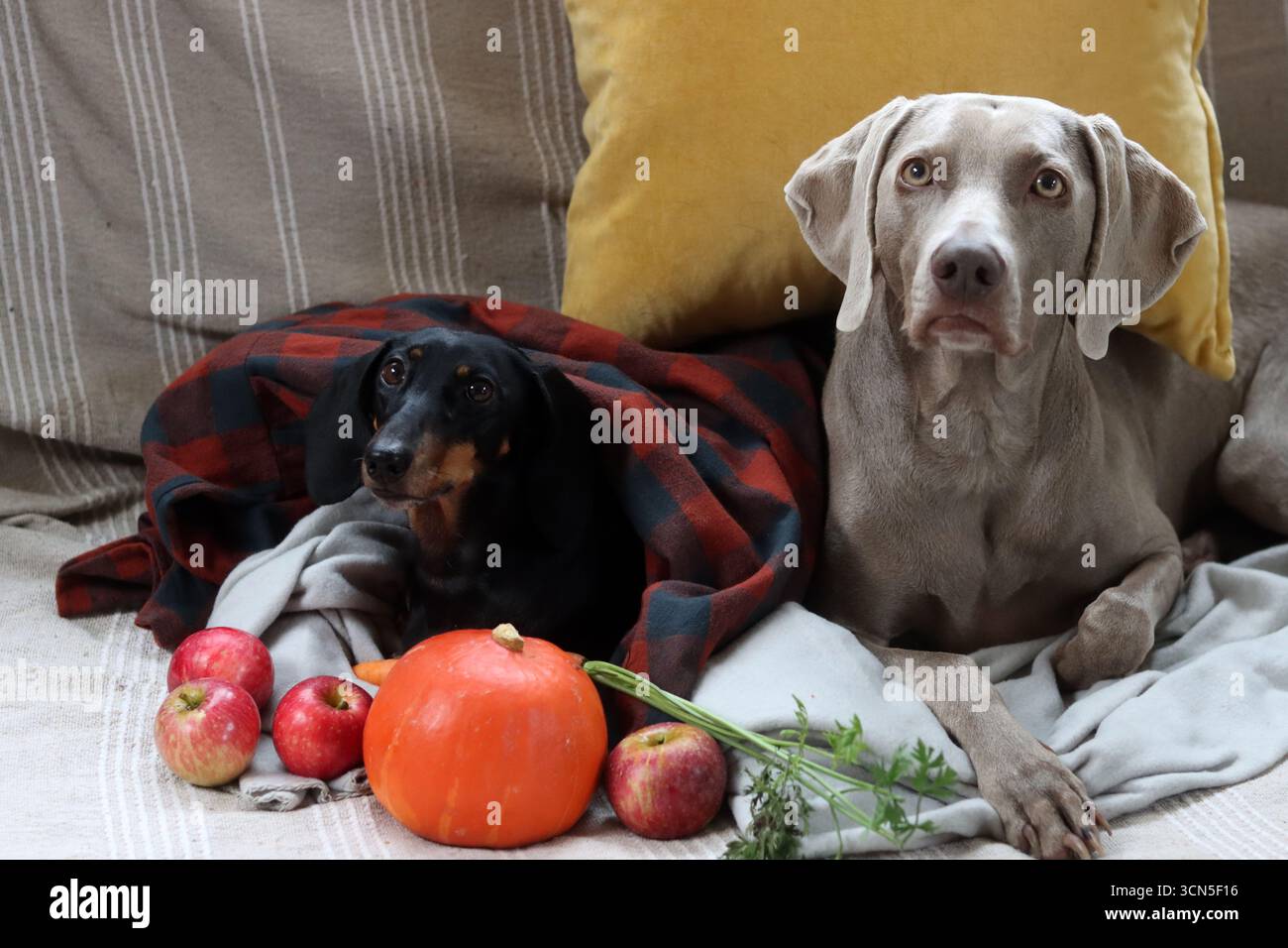 Deux chiens dans un plaid sur un canapé avec des pommes et de la citrouille. Teckel et Weimaraner avec fruits et légumes de saison. Banque D'Images